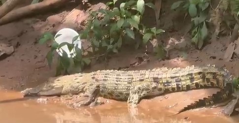 buaya kerap muncul pada Kali Caringin

bersebelahan dengan sekolahan
