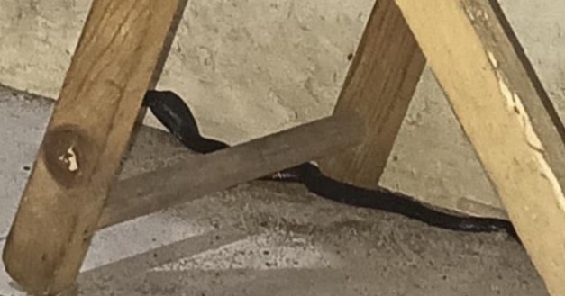 Kobra Jawa berkeliaran 